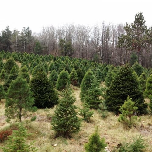 Field of trees